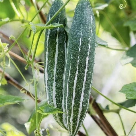 Buy Snake Gourd Seeds (Padval) Online – Bombay Seeds