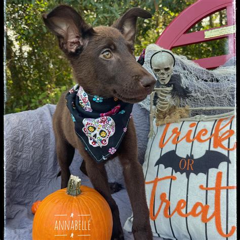 Bishop Animal Shelter Spca in Bradenton, FL