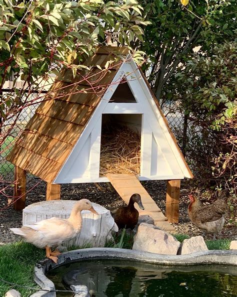 New Duck House for Winter