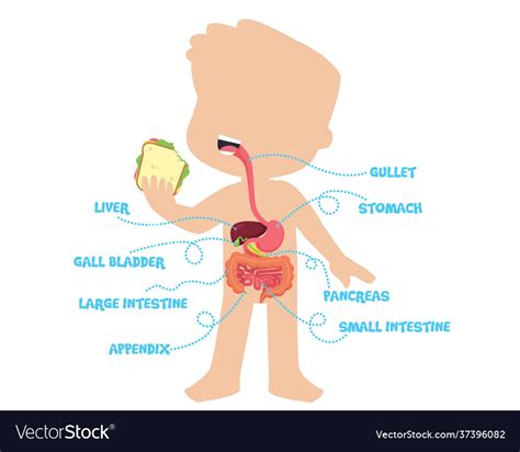 Digestive Process for Kids 的图像结果
