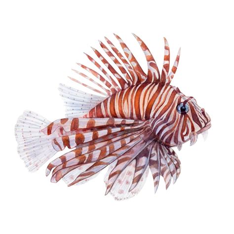 Feuerfisch Illustration Bilder - Kostenloser Download auf Freepik