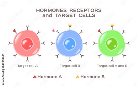 Image result for Target Cells