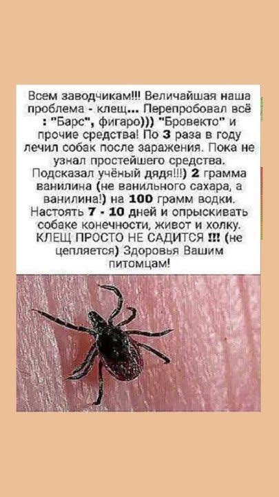 Способ от клещей #клещи #полезнознать #полезныесоветы в 2025 г ...