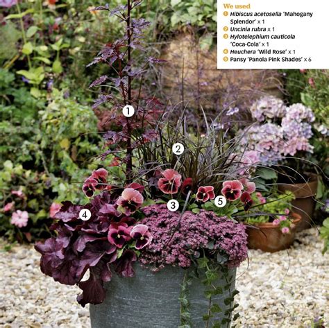 Best 13 20 Perennials That Thrive in Pots for Limited Garden Spaces ...