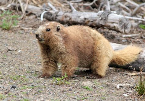 Olympic Marmot Animal Facts - Marmota olympus - A-Z Animals