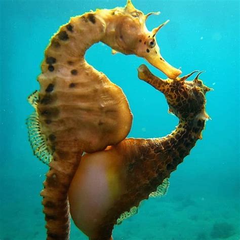 Seahorse Life Cycle Real Pictures