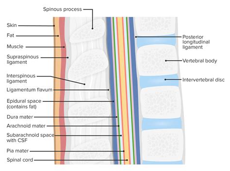 Spinal Cord: Anatomy | Concise Medical Knowledge