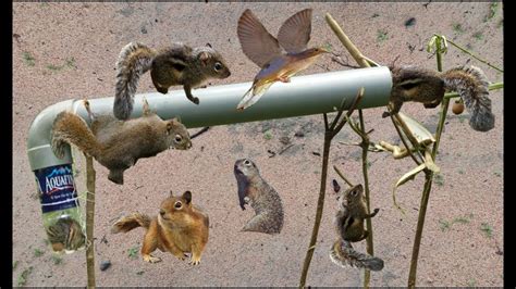 Image result for PVC Squirrel Trap