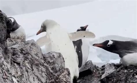 Rare white penguin spotted at scientific base in Antarctica - NewsBreak