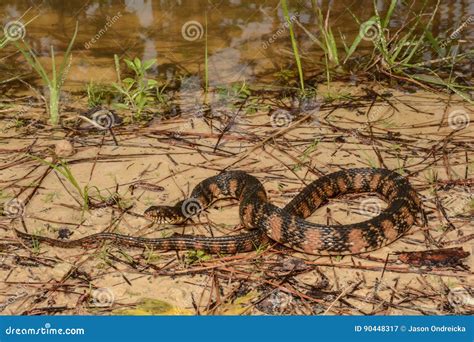 Banded Water Snake stock image. Image of marsh, fasciata - 90448317