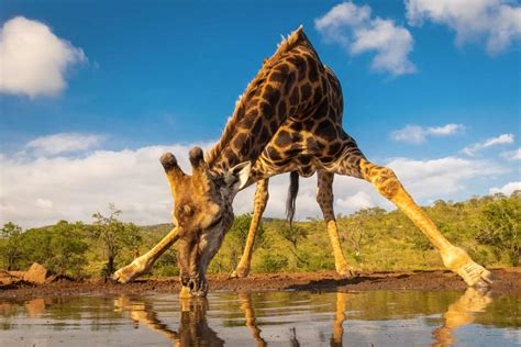 Why Do Giraffes Have Long Necks? - A-Z Animals