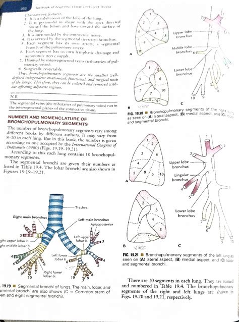 Anatomy AN 24: Bronchopulmonary Segments of the Lungs Explained - Studocu