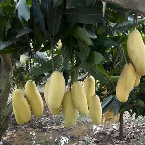 Banana Yellow Thailand Mango Grafted Live Plant – Exotic Long Mango ...