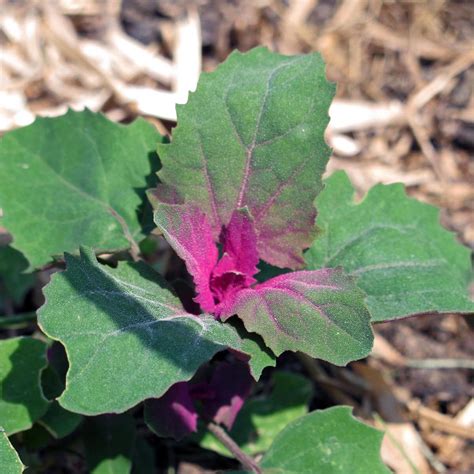 Tree Spinach 'Magenta Spreen' (Chenopodium giganteum) organic seeds