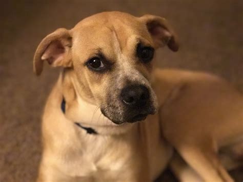 Pug Boxer Mix - Paco Free Stock Photo - Public Domain Pictures