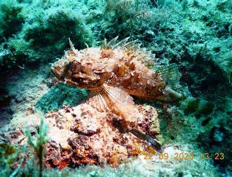 Buddies Dive Cove (Bugibba) - 2022 What to Know Before You Go (with ...