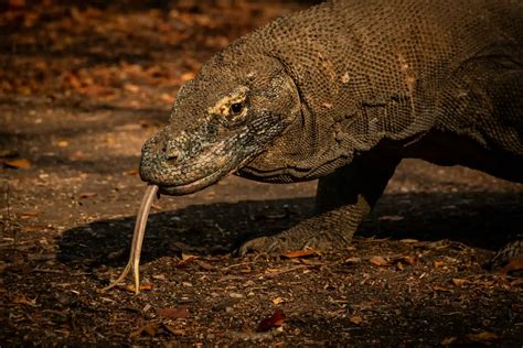 Are Komodo Dragons Venomous? Discover the Truth Behind Their Bite! - IndonesiaJuara
