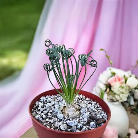 Albuca Spiralis - Seedlings India