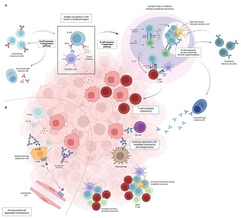Image result for B Lymphocytes Function