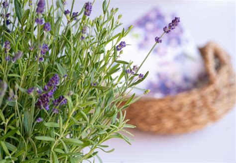 How to Grow and Care for Lavender Indoors