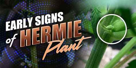 Early Signs of Hermie Plant | Beaver Seeds