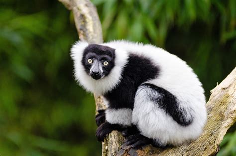 Lemurs Of Madagascar Rainforests