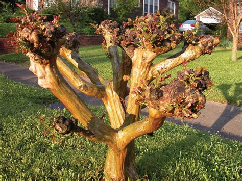 Image result for Pruning Crape Myrtle Tree