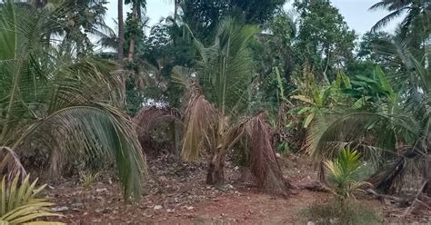coconut and nut trees are drying up due to lack of water
