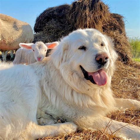 Are Polish Tatra Sheepdogs Easy To Train