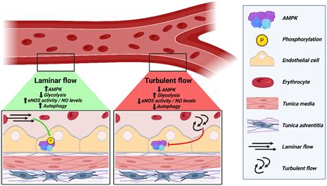 What Improves Endothelial Function