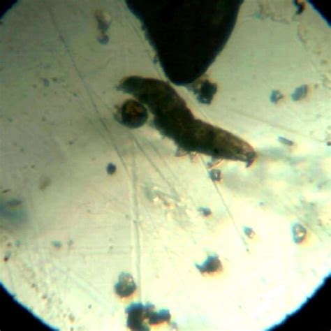 Image result for USB Microscope Setup