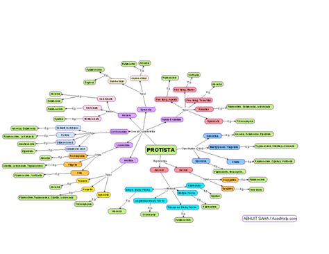 Protista-biology-mindmap-Biological-Classification - PROTISTA ...