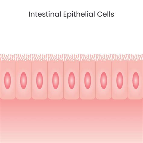 Image result for Small Intestine Epithelial Cells