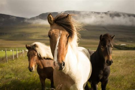 25 Fun Facts About Horses You Probably Didn't Know - Seriously Equestrian