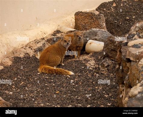 animals and birds at rancho Texas Lanzarote Stock Photo - Alamy