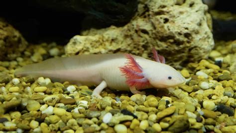 Axolotl Tank Keeping Guide: Everything You Need To Know