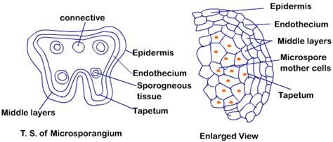 Microsporogenesis - Biology for Grade 12 PDF Download