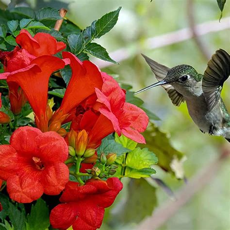 Amazon.com : CHUXAY GARDEN Red Hummingbird Trumpet Vine Seed 20 Seeds ...