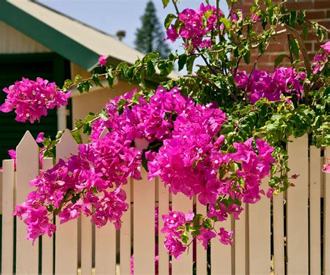 Climbing plants to grow up a house: 9 expert picks | Homes and Gardens