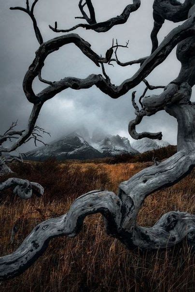 Image result for Maple Trees Exploding