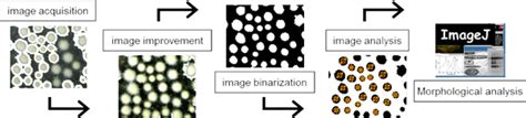 Microscope Image Processing 的图像结果