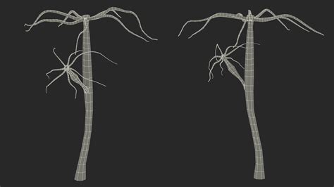 3D Hydra Genus Polyp model - TurboSquid 2163737