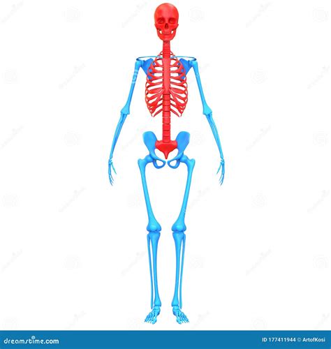 Skeletal System Labeled Axial And Appendicular