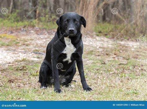 Black Labrador Retriever Border Collie Mix