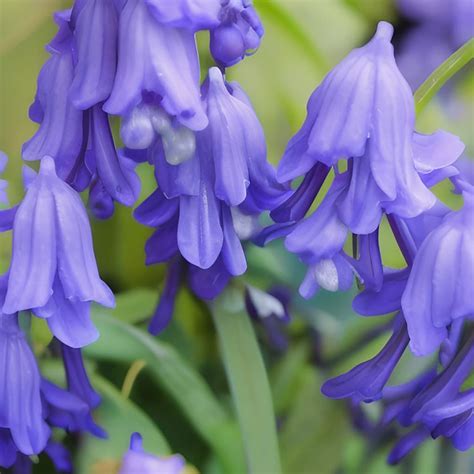 Bluebell Flowers Meaning at Bobby Richardson blog