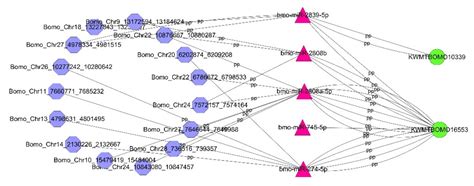 Whole Transcriptome-Based Study to Speculate upon the Silkworm Yellow ...