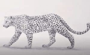 Leopard Drawing Step by Step Tutorial - Lucas Carlos Draw