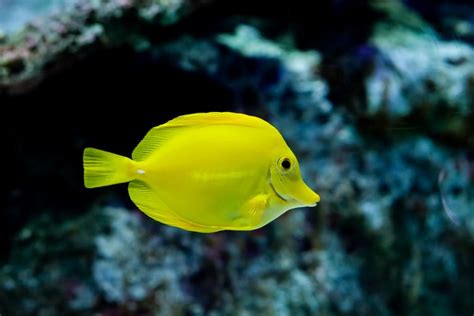 Image result for Fish Shell Command Line Logo