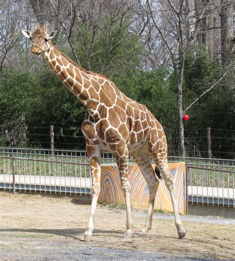 Zoo Giraffe Ride