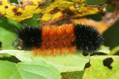 National Moth Week: The woolly bear caterpillar can survive being ...
